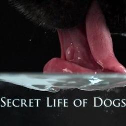 La vida secreta de los perros